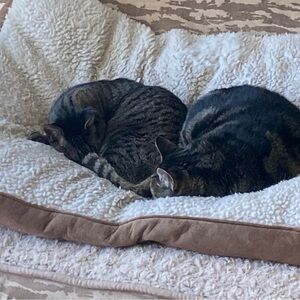 Live Show Notification